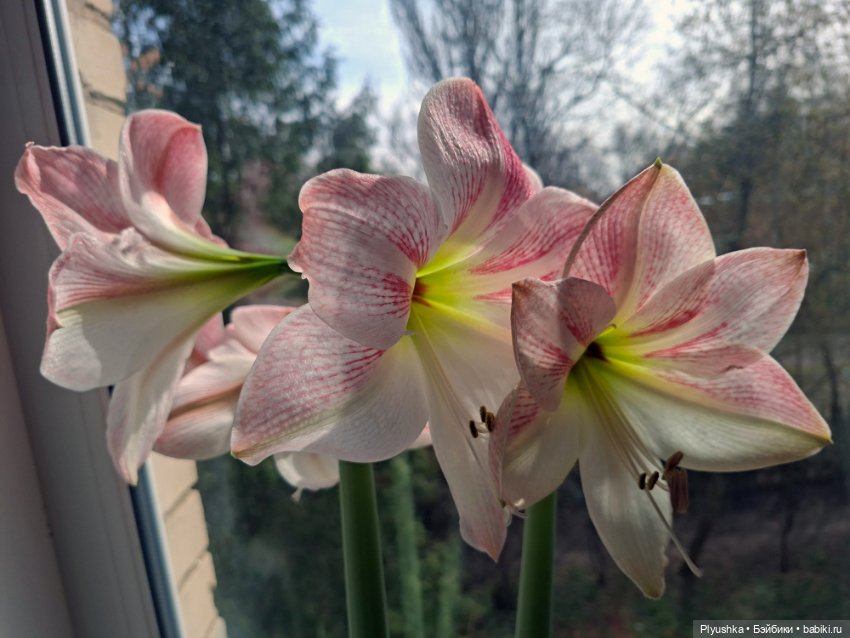 Какое время - такие и Феи)