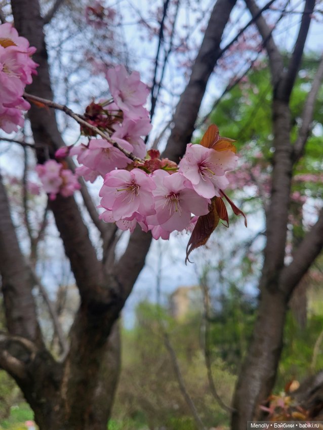 Весеннее (снова "все побежали, ну и я") (фото 6)