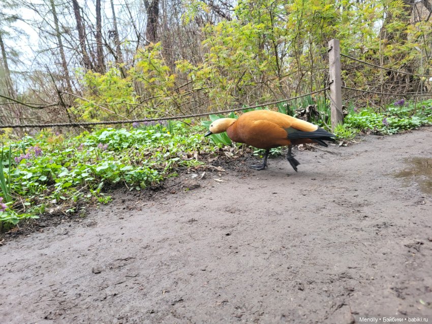 Весеннее (снова "все побежали, ну и я")