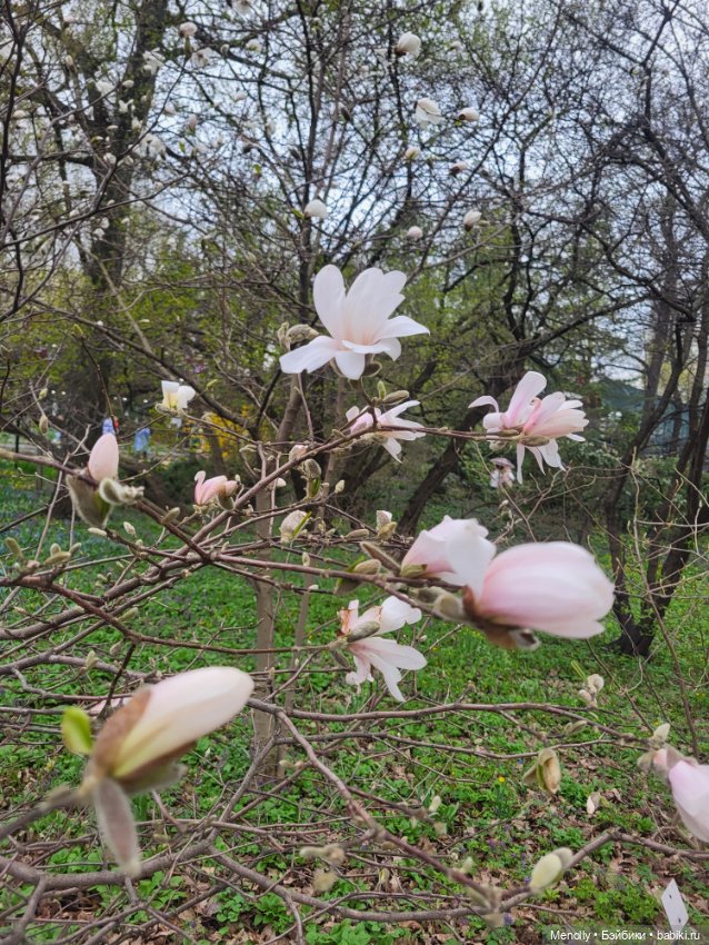 Весеннее (снова "все побежали, ну и я") (фото 2)