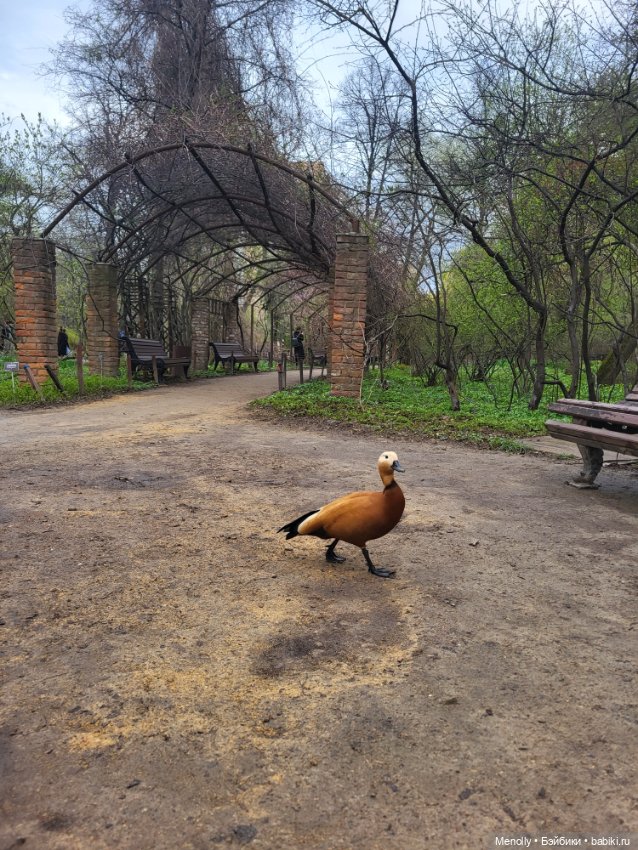 Весеннее (снова "все побежали, ну и я") (фото 10)