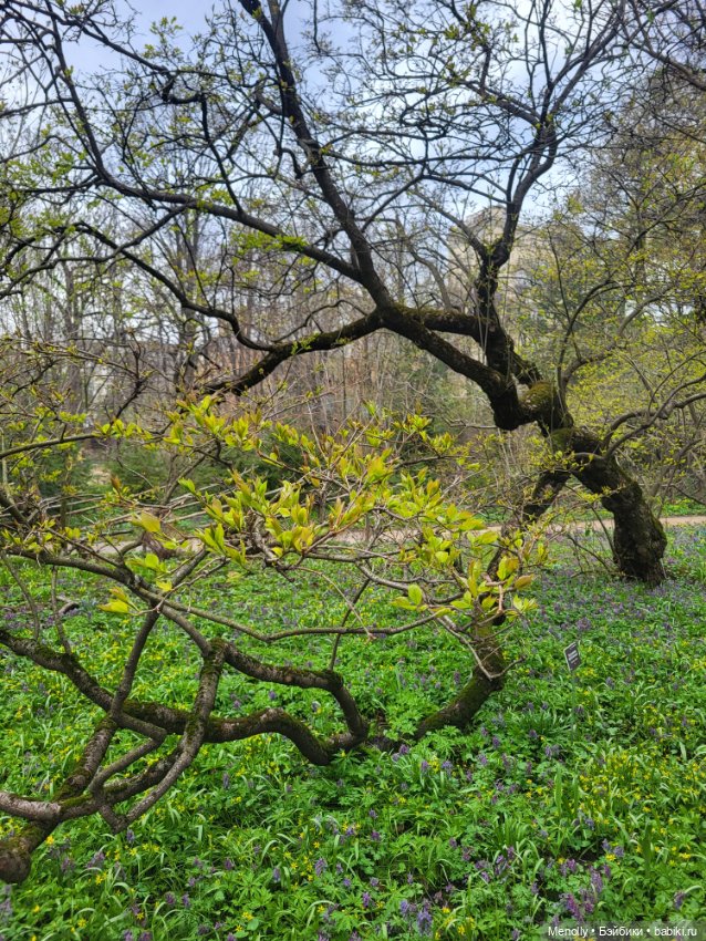 Весеннее (снова "все побежали, ну и я") (фото 9)