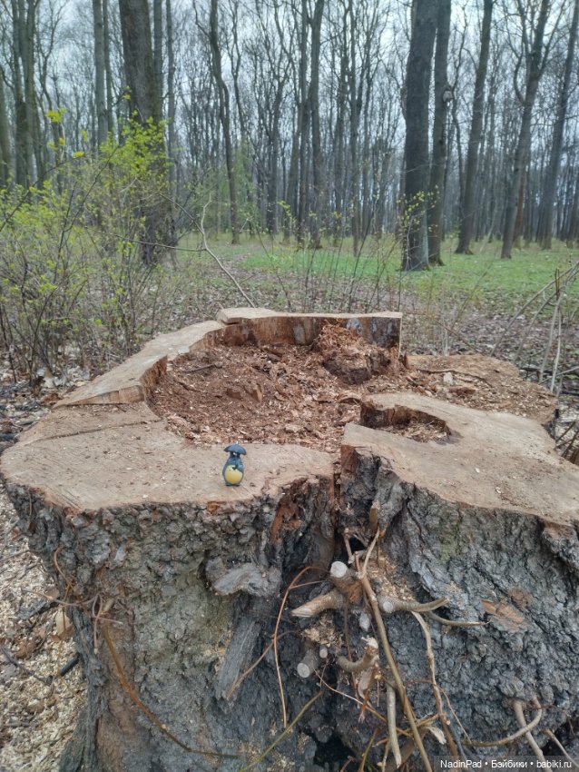 Тоторо и парк — Красивая природа и цветы: фото пейзажей (фото 6)