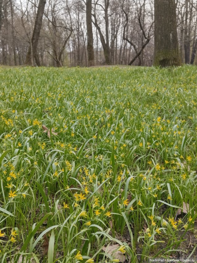 Тоторо и парк — Красивая природа и цветы: фото пейзажей