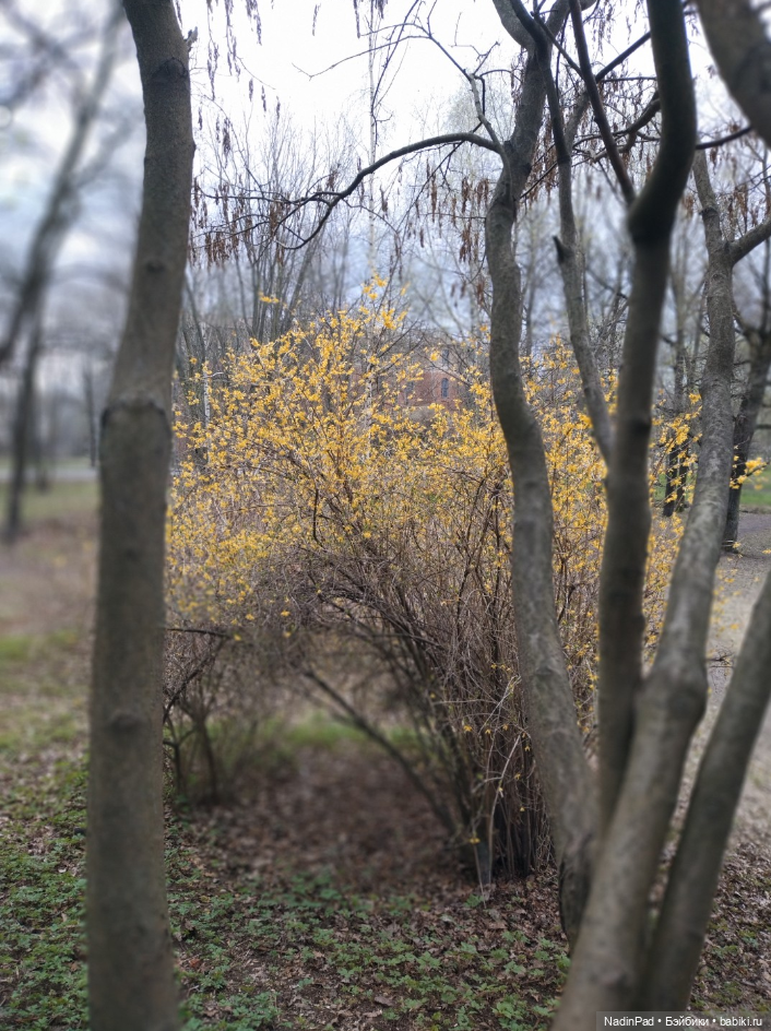 Тоторо и парк — Красивая природа и цветы: фото пейзажей (фото 3)