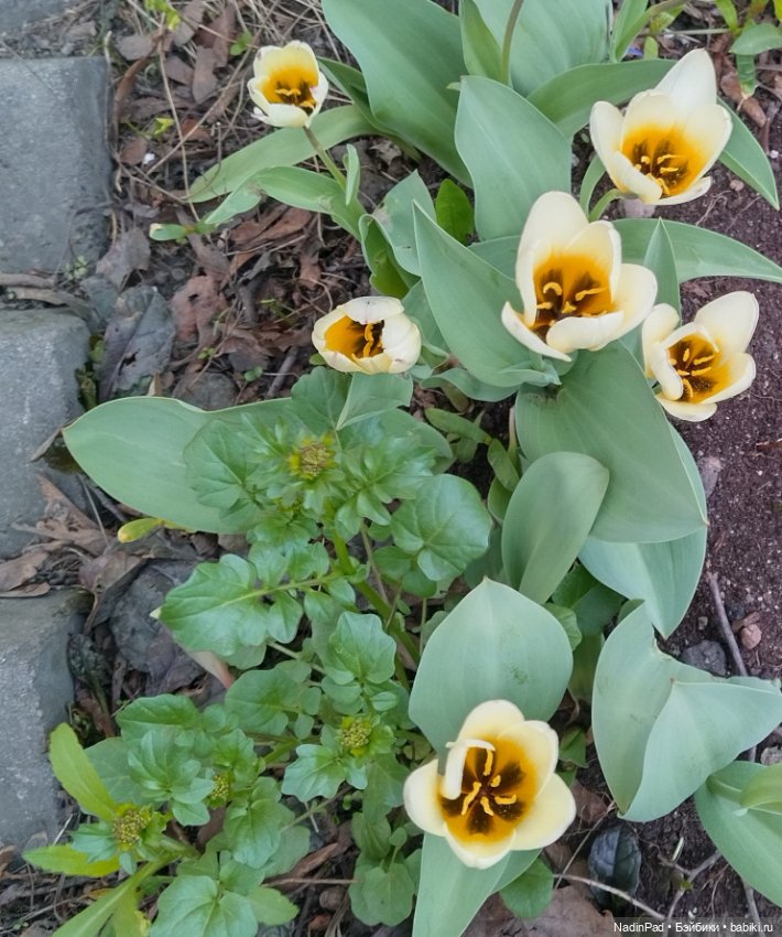 Тоторо и парк — Красивая природа и цветы: фото пейзажей