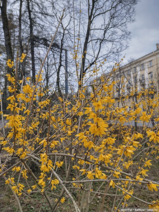 Тоторо и парк — Красивая природа и цветы: фото пейзажей (фото 10)