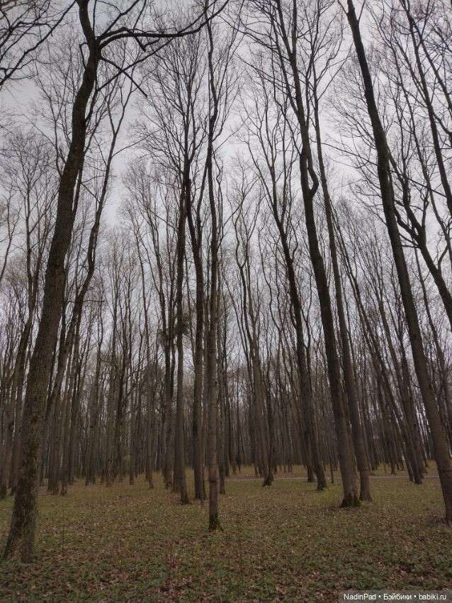 Тоторо и парк — Красивая природа и цветы: фото пейзажей