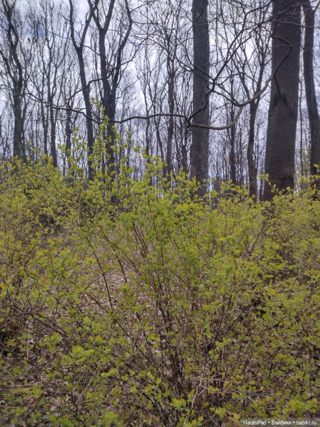 Тоторо и парк — Красивая природа и цветы: фото пейзажей (фото 2)