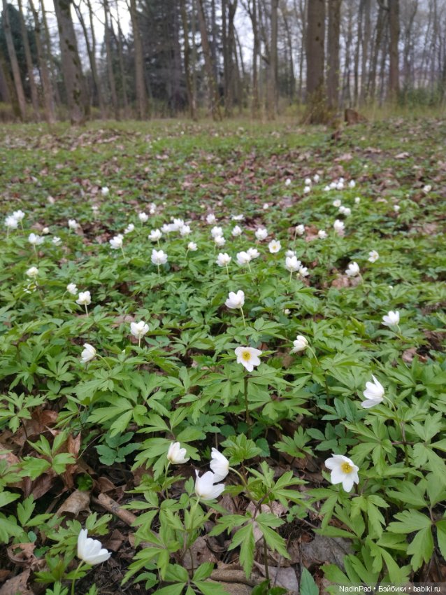 Тоторо и парк — Красивая природа и цветы: фото пейзажей (фото 4)