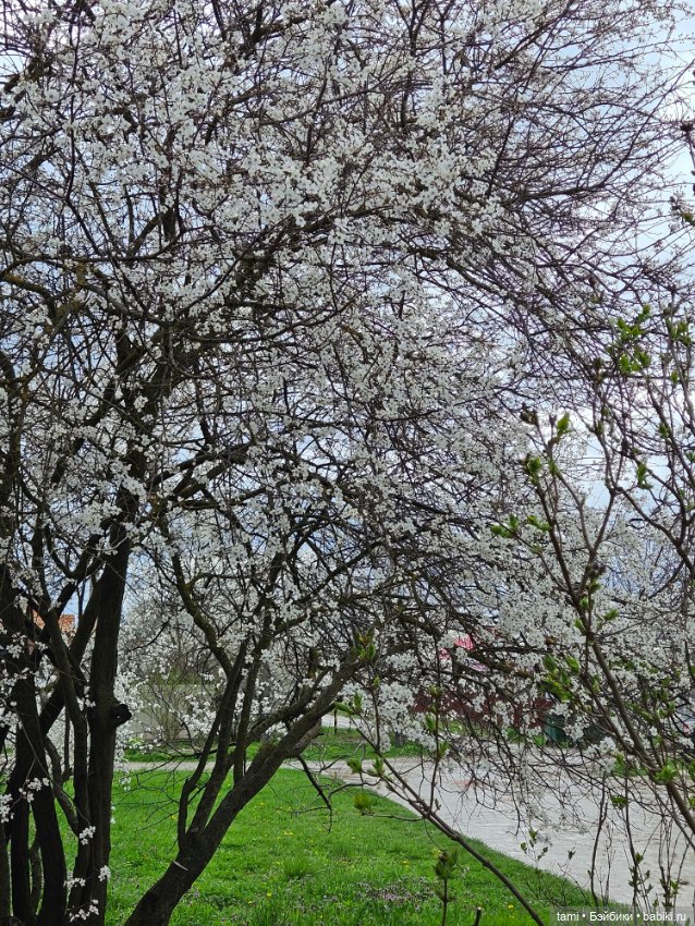 Гретта и алыча — Куклы Gotz (Готц): Ханна