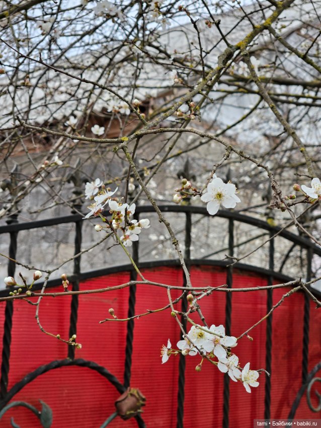 Гретта и алыча — Куклы Gotz (Готц): Ханна