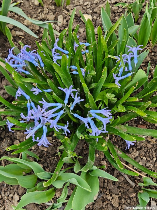 Гретта и алыча — Куклы Gotz (Готц): Ханна