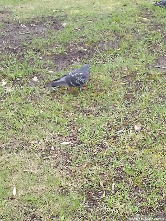 Хомяк Мики — Интересные игрушки и фигурки (разное): редкие (фото 3)