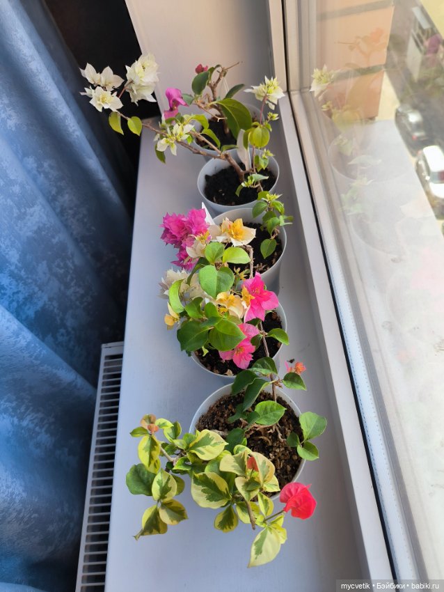 Sienna Zwergnase и вязаная шляпа (фото 7)