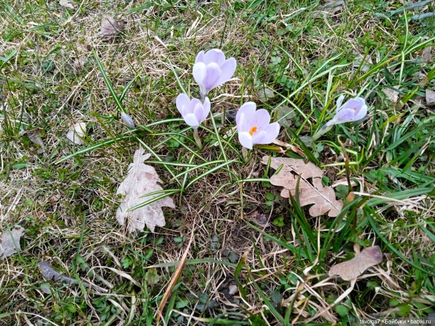 Петергоф в апреле 2026 с историческими справками (фото 5)