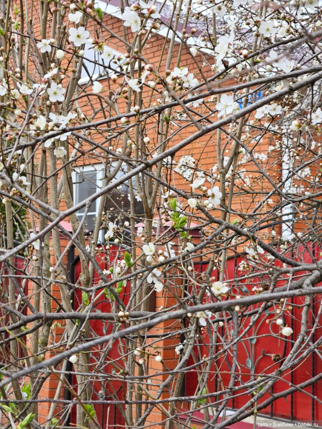 Гретта и алыча — Куклы Gotz (Готц): Ханна