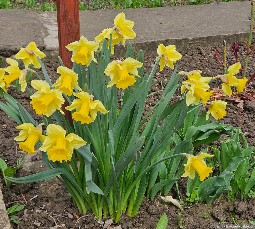 Гретта и алыча — Куклы Gotz (Готц): Ханна