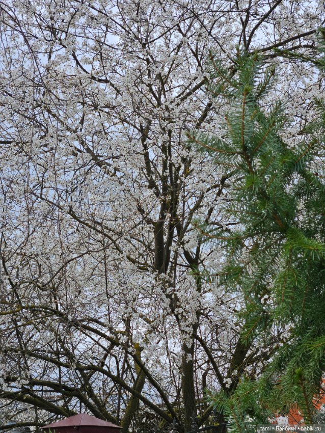 Гретта и алыча — Куклы Gotz (Готц): Ханна