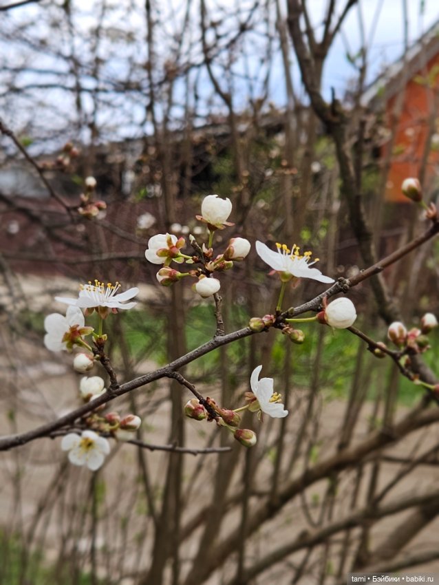 Гретта и алыча — Куклы Gotz (Готц): Ханна