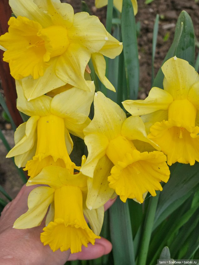 Гретта и алыча — Куклы Gotz (Готц): Ханна