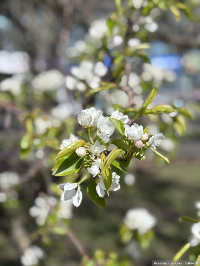 Чудесная прогулка ☀️ — Болталка и разговоры обо всем: жизнь (фото 7)