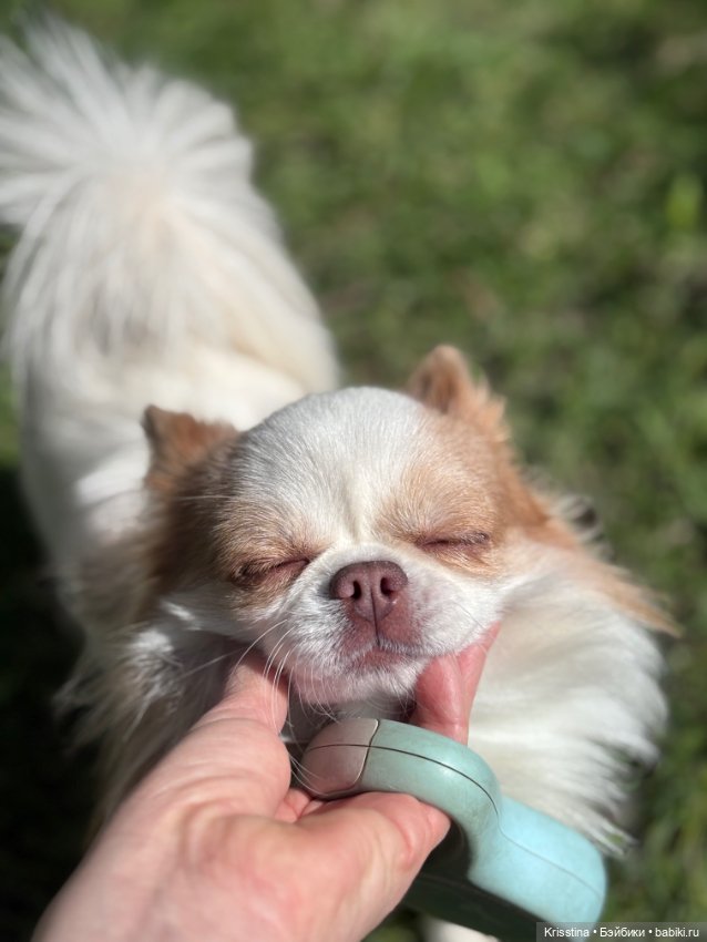 Чудесная прогулка ☀️ — Болталка и разговоры обо всем: жизнь (фото 8)