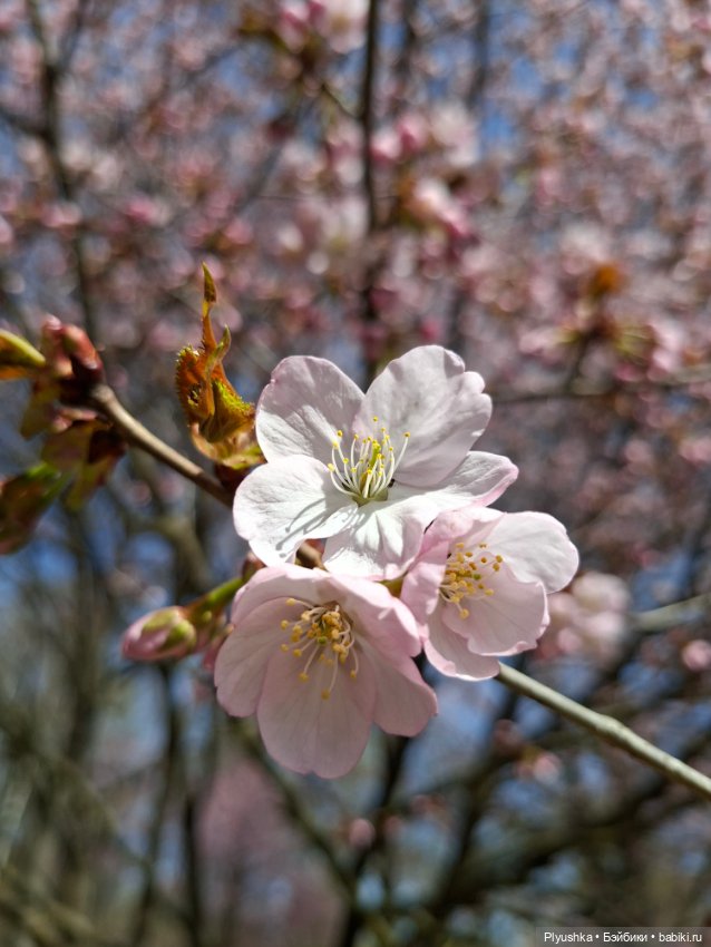 Сакура цветёт — Аниме куклы (MJD/Винил): Imomo