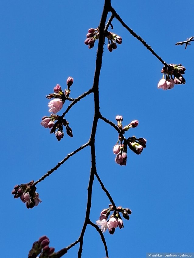 Сакура цветёт — Аниме куклы (MJD/Винил): Imomo (фото 2)