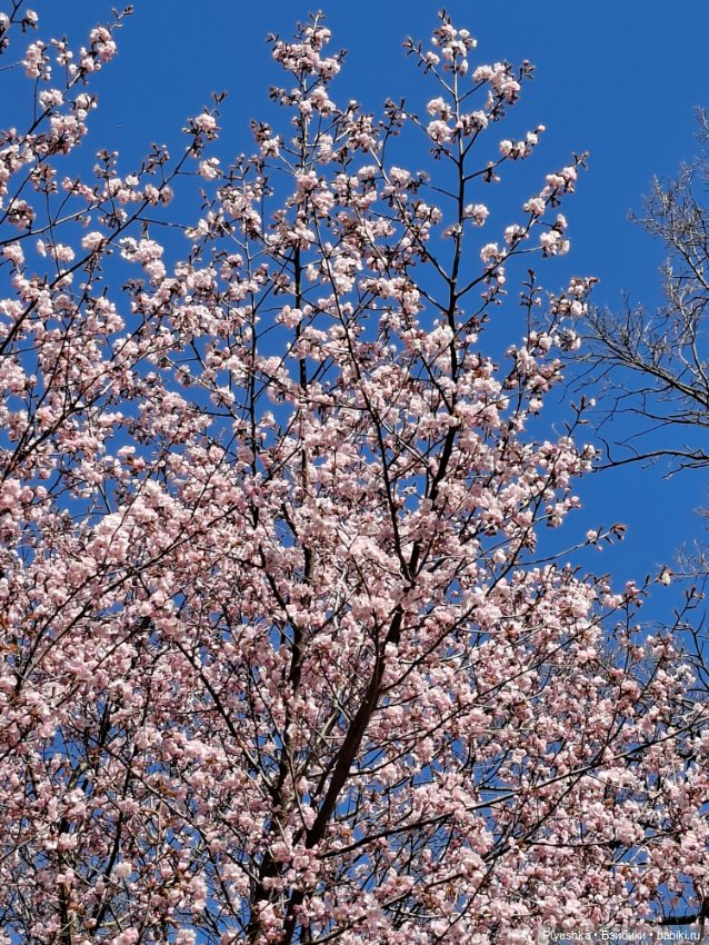 Сакура цветёт — Аниме куклы (MJD/Винил): Imomo