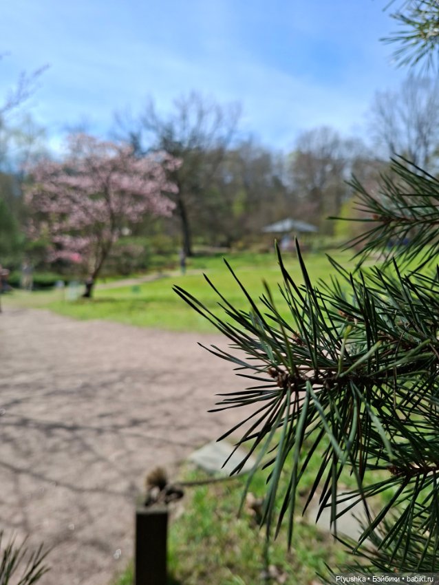 Сакура цветёт — Аниме куклы (MJD/Винил): Imomo