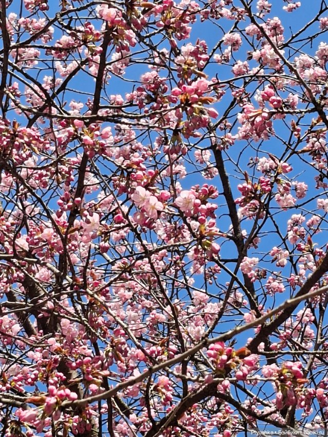 Сакура цветёт — Аниме куклы (MJD/Винил): Imomo