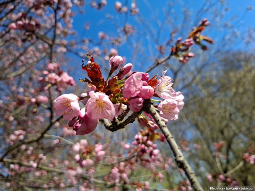 Сакура цветёт — Аниме куклы (MJD/Винил): Imomo (фото 10)