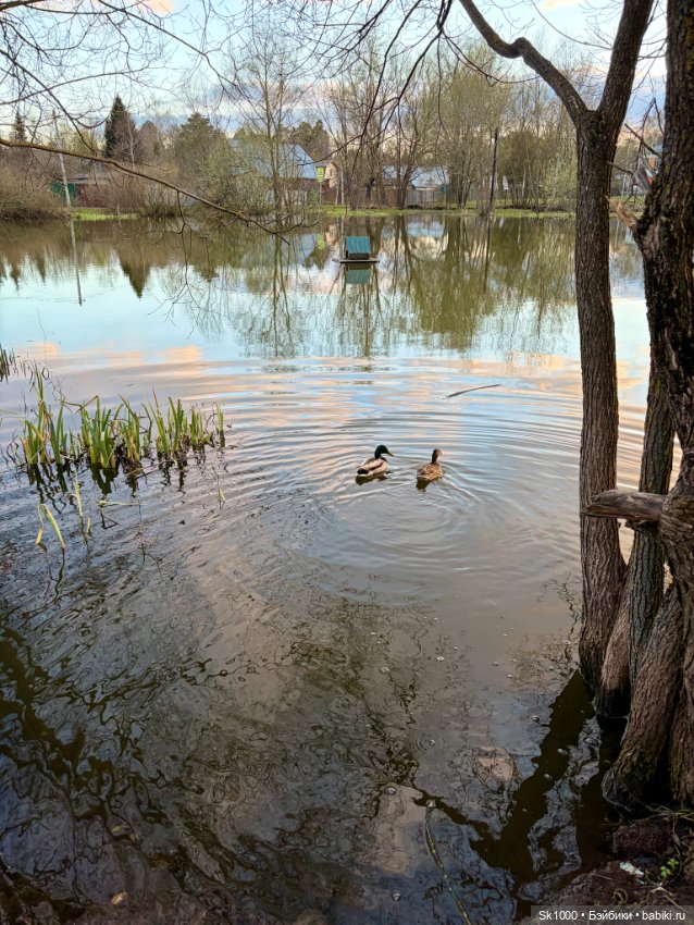 Гуляем с Шайло (авт. Наталья Петрова)