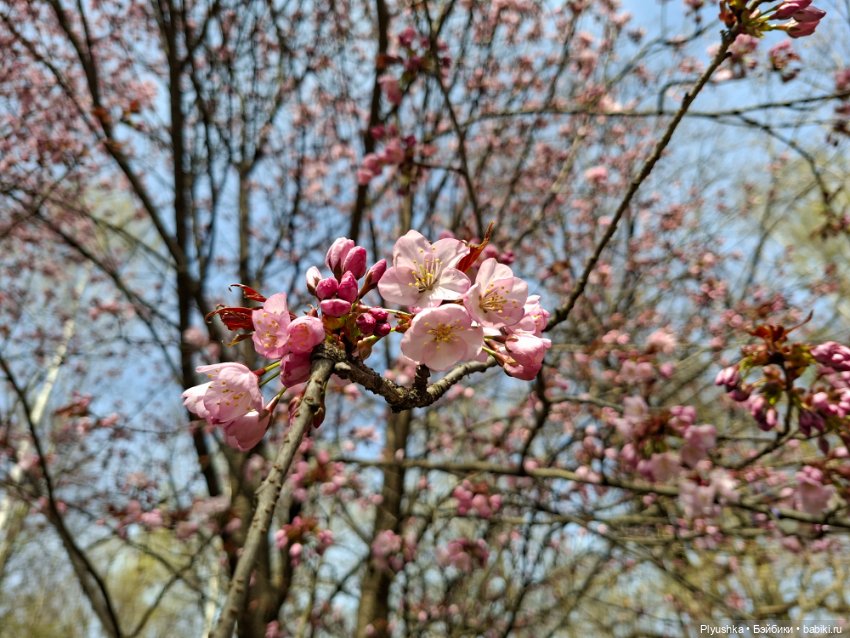 Сакура цветёт — Аниме куклы (MJD/Винил): Imomo