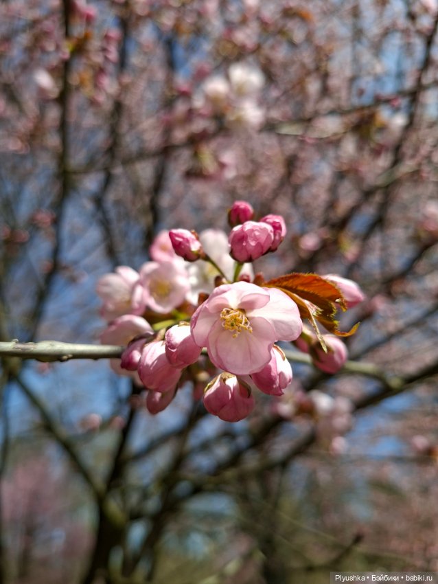 Сакура цветёт — Аниме куклы (MJD/Винил): Imomo