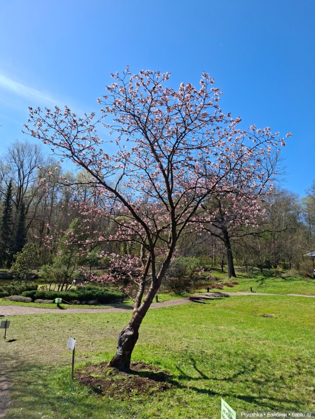 Сакура цветёт — Аниме куклы (MJD/Винил): Imomo