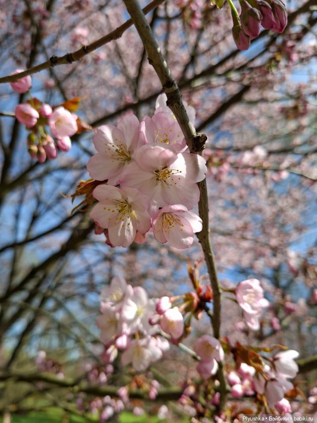 Сакура цветёт — Аниме куклы (MJD/Винил): Imomo