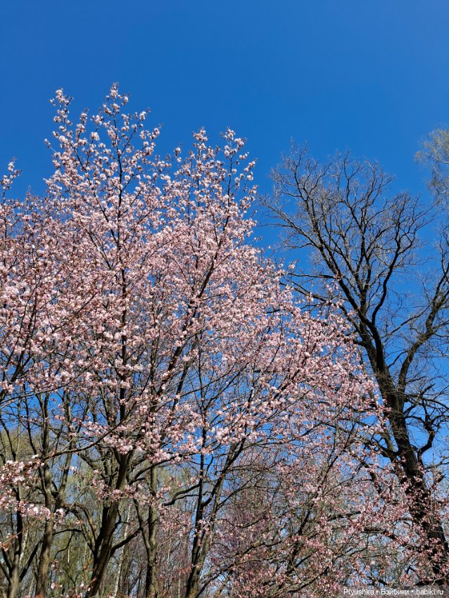 Сакура цветёт — Аниме куклы (MJD/Винил): Imomo