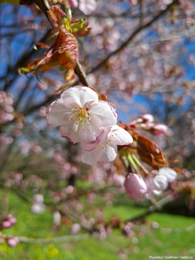 Сакура цветёт — Аниме куклы (MJD/Винил): Imomo