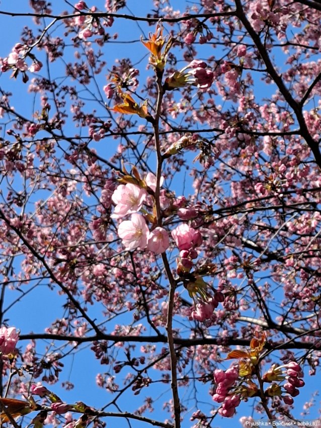 Сакура цветёт — Аниме куклы (MJD/Винил): Imomo