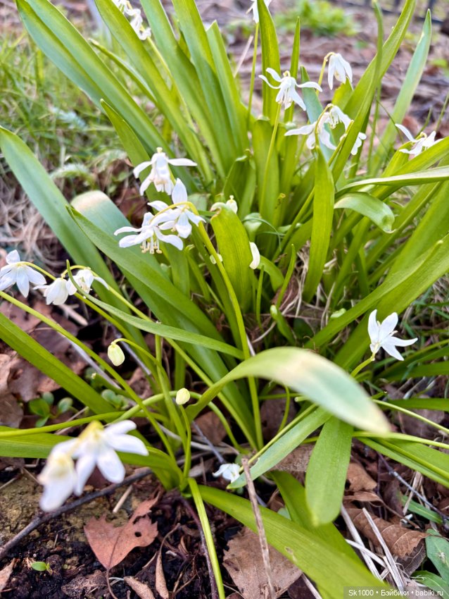 Гуляем с Шайло (авт. Наталья Петрова)
