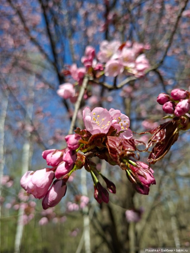 Сакура цветёт — Аниме куклы (MJD/Винил): Imomo (фото 9)