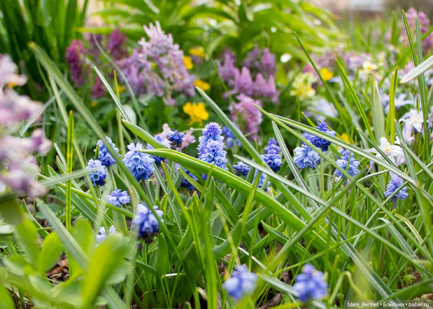 Девочка и цветочки — Куклы Volks (Волкс): Super Dollfie (SD) и Dollfie Dream (DD) (фото 6)