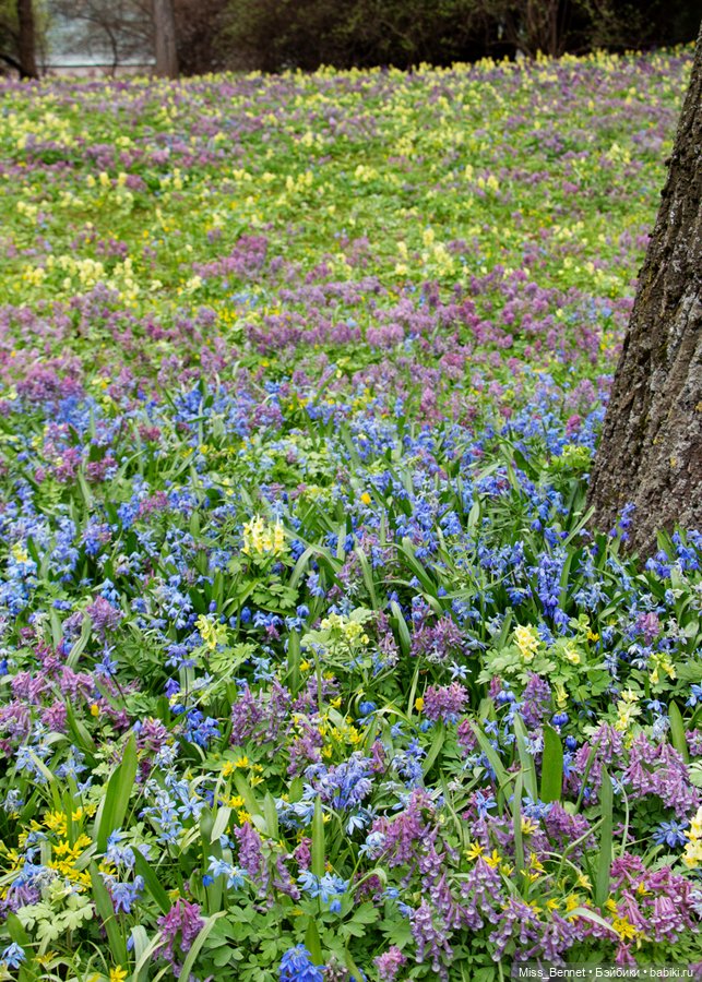 Девочка и цветочки — Куклы Volks (Волкс): Super Dollfie (SD) и Dollfie Dream (DD) (фото 10)