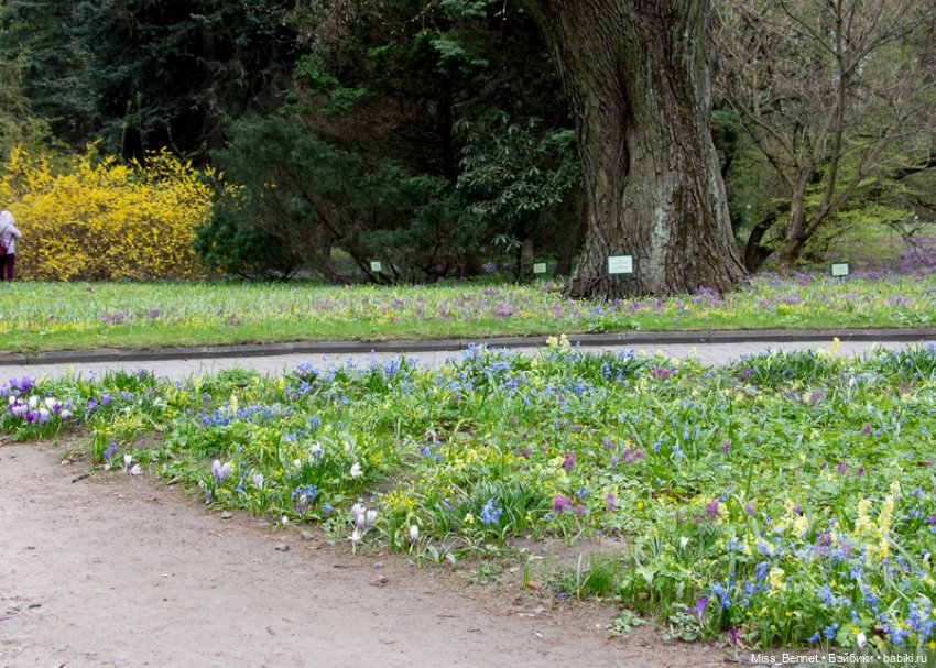 Девочка и цветочки — Куклы Volks (Волкс): Super Dollfie (SD) и Dollfie Dream (DD) (фото 8)