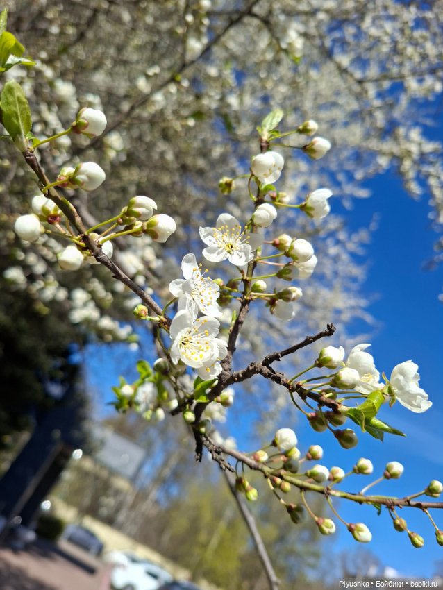 Валюша и весеннее цветение (фото 5)