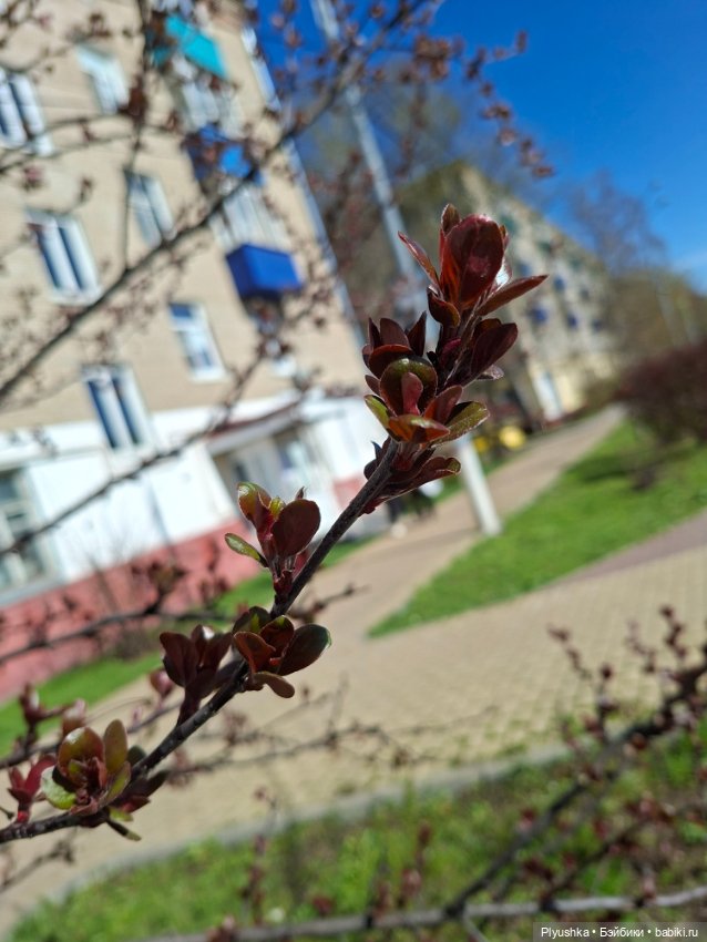 Валюша и весеннее цветение