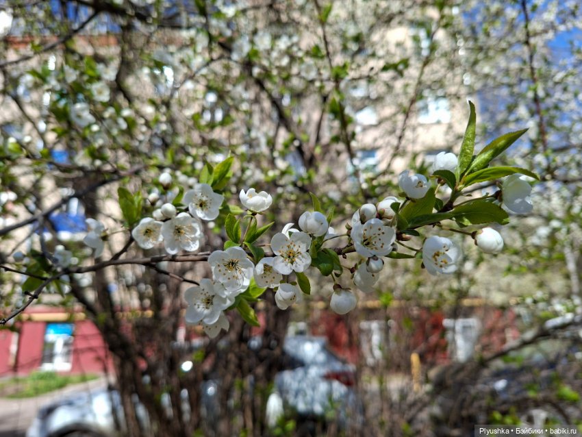 Валюша и весеннее цветение
