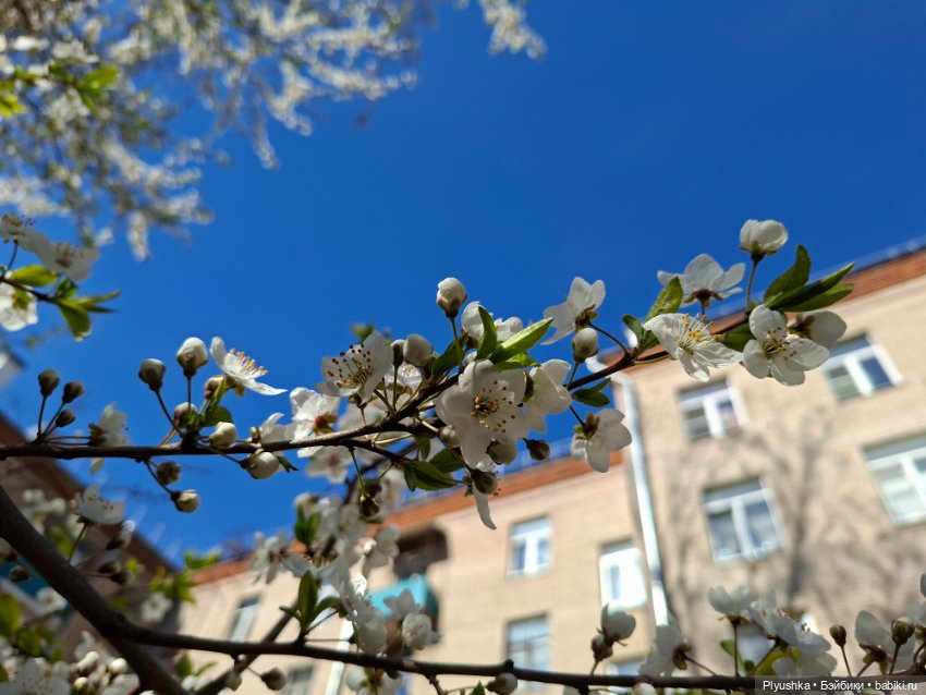 Валюша и весеннее цветение
